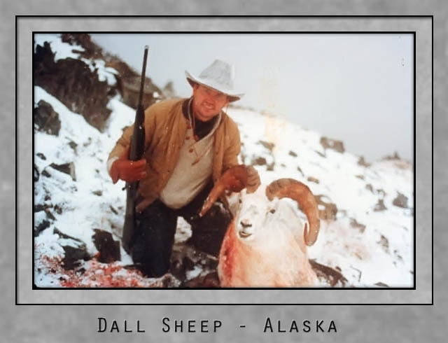Dall Sheep Alaska.jpg