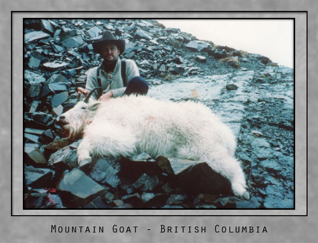 Mountain goat.jpg