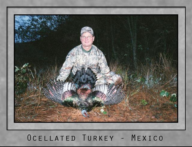 Ocellated Turkey.jpg