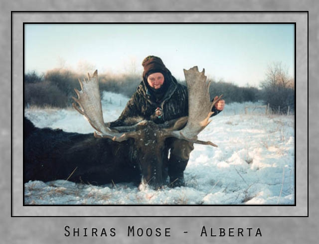 Shiras moose.jpg