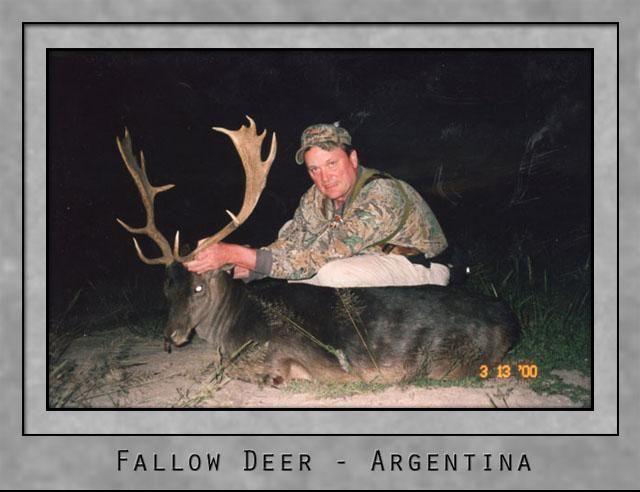 Fallow Deer 2.jpg