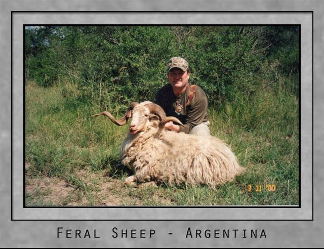 Feral Sheep.jpg