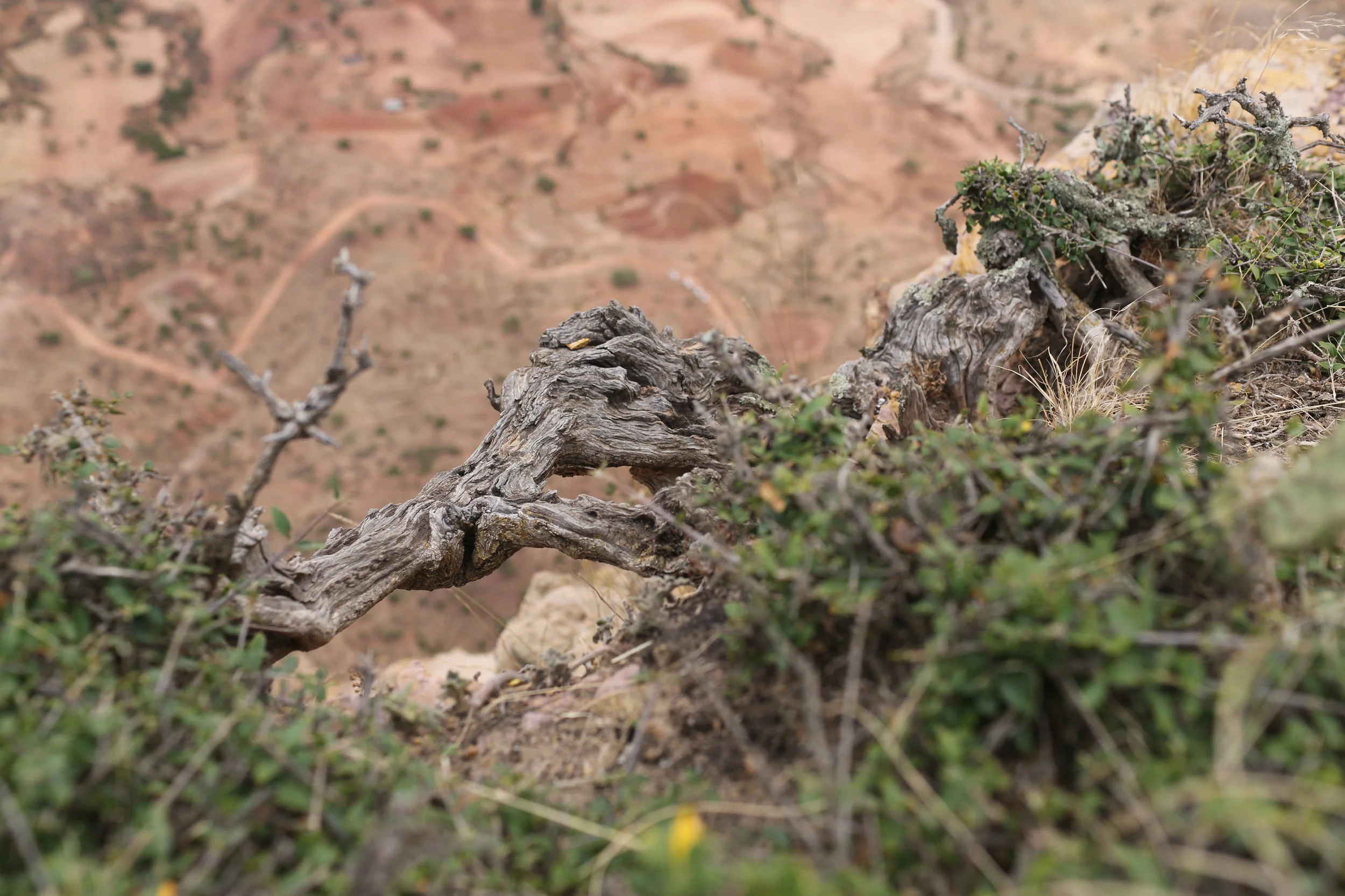 Miriam KorKor Ethiopia, 2014