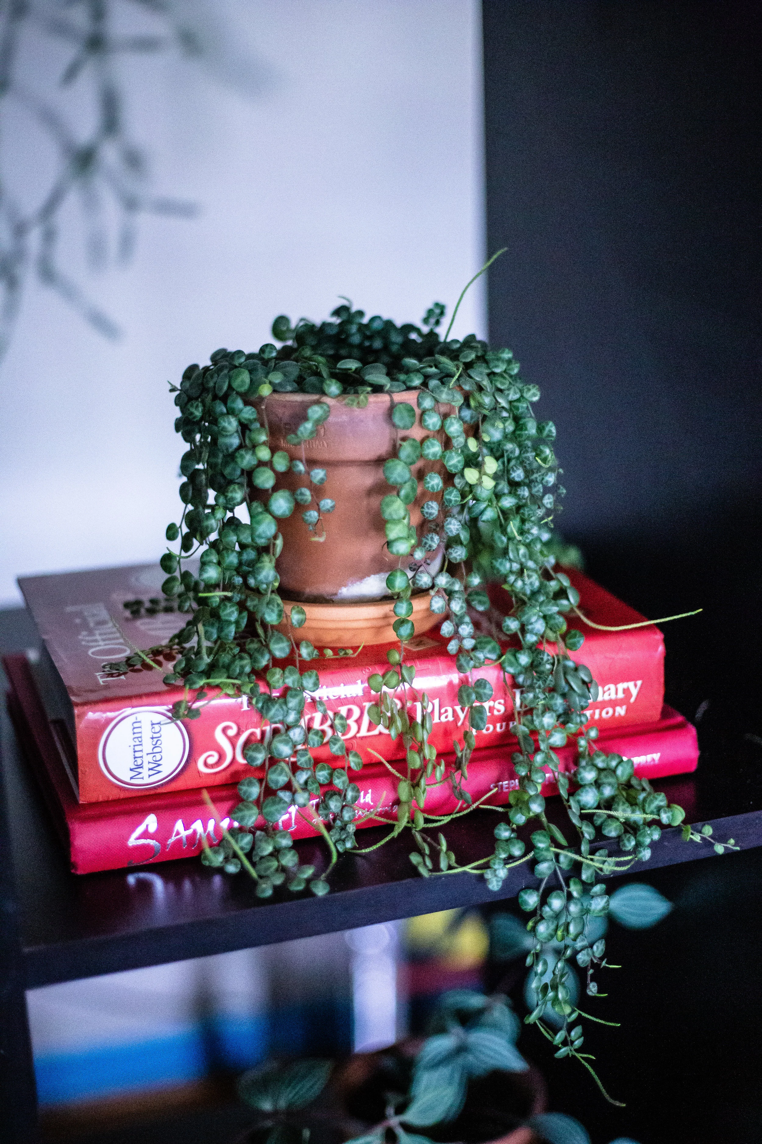 Mollie’s favorite plant