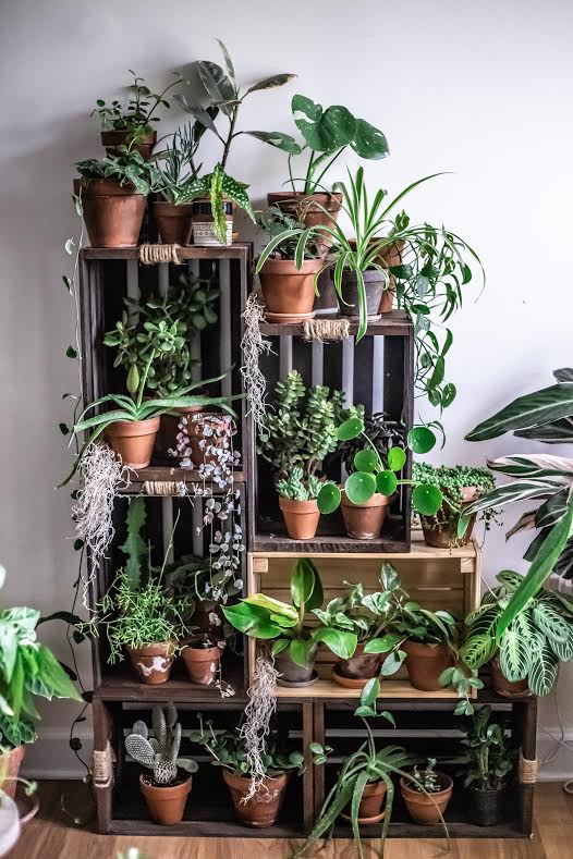 Part of Jennifer’s plant world