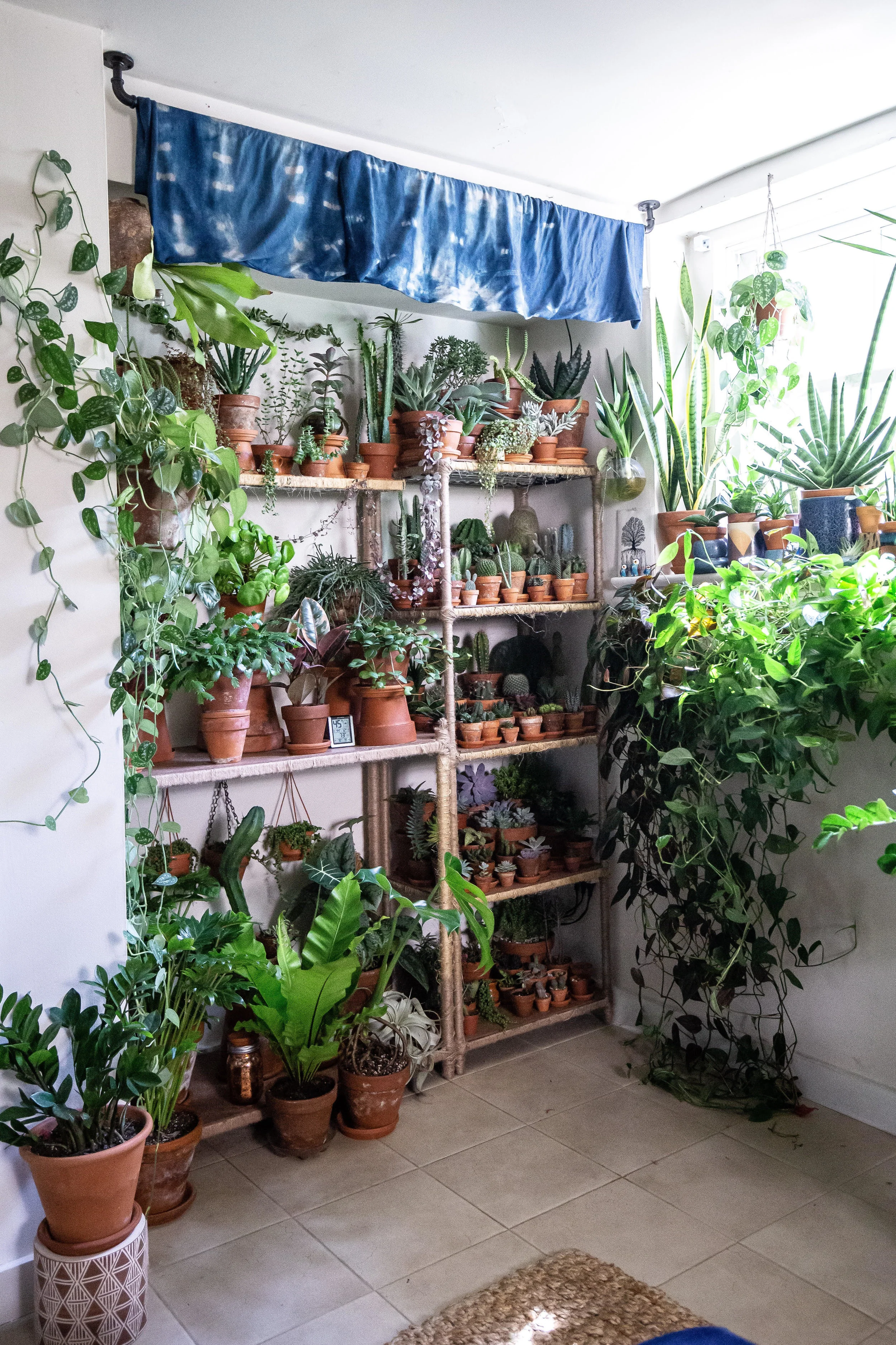 Kevin’s plant shelf