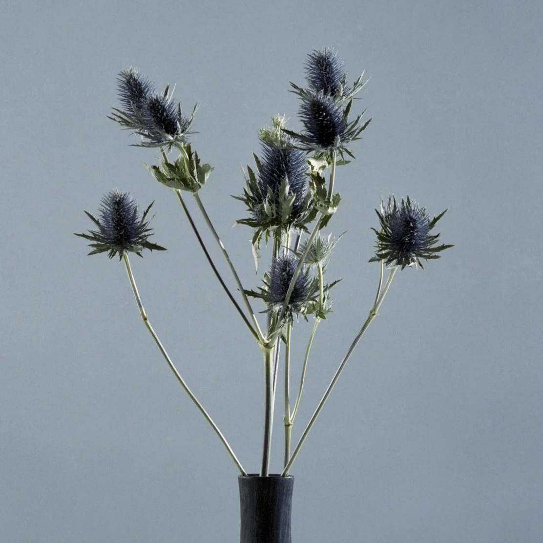 flower6.jpg