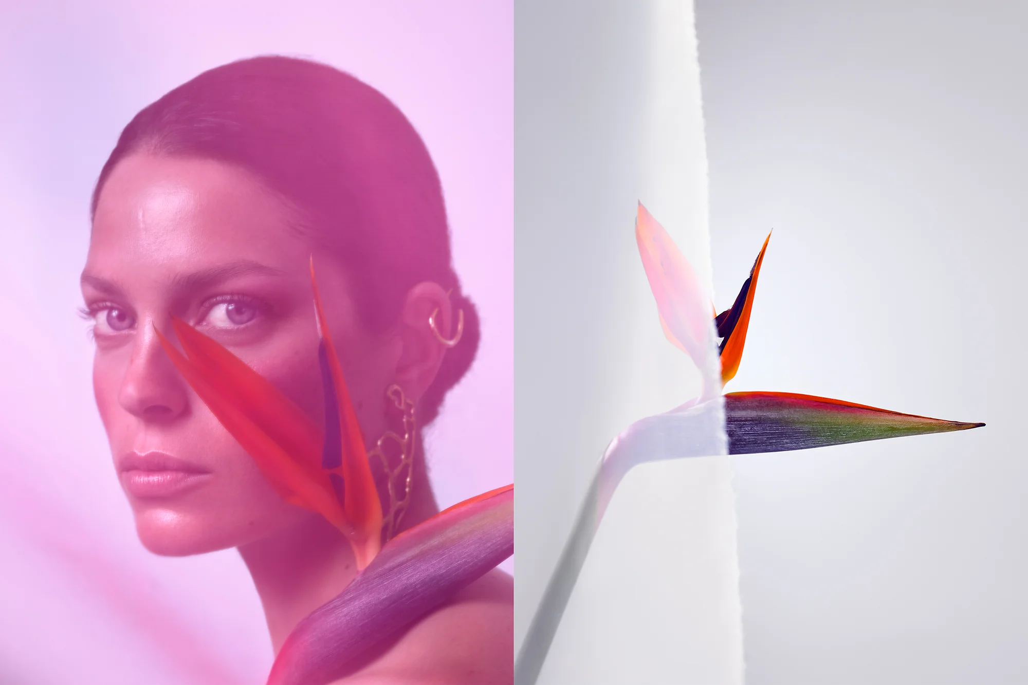 Siegel_Mcginn_Beauty_StillLife_dp_04.jpg