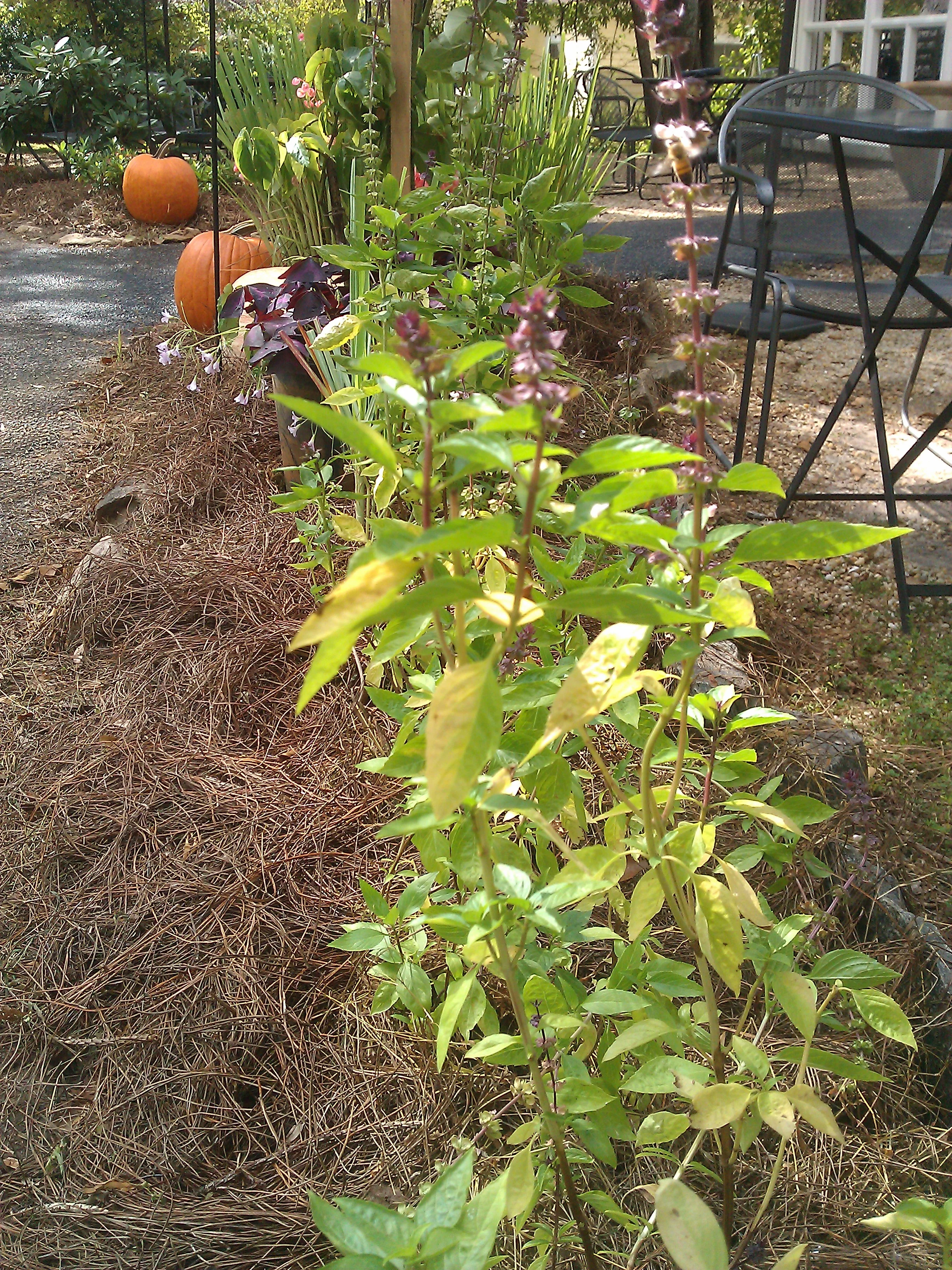 IMG_20131014_115047.jpg