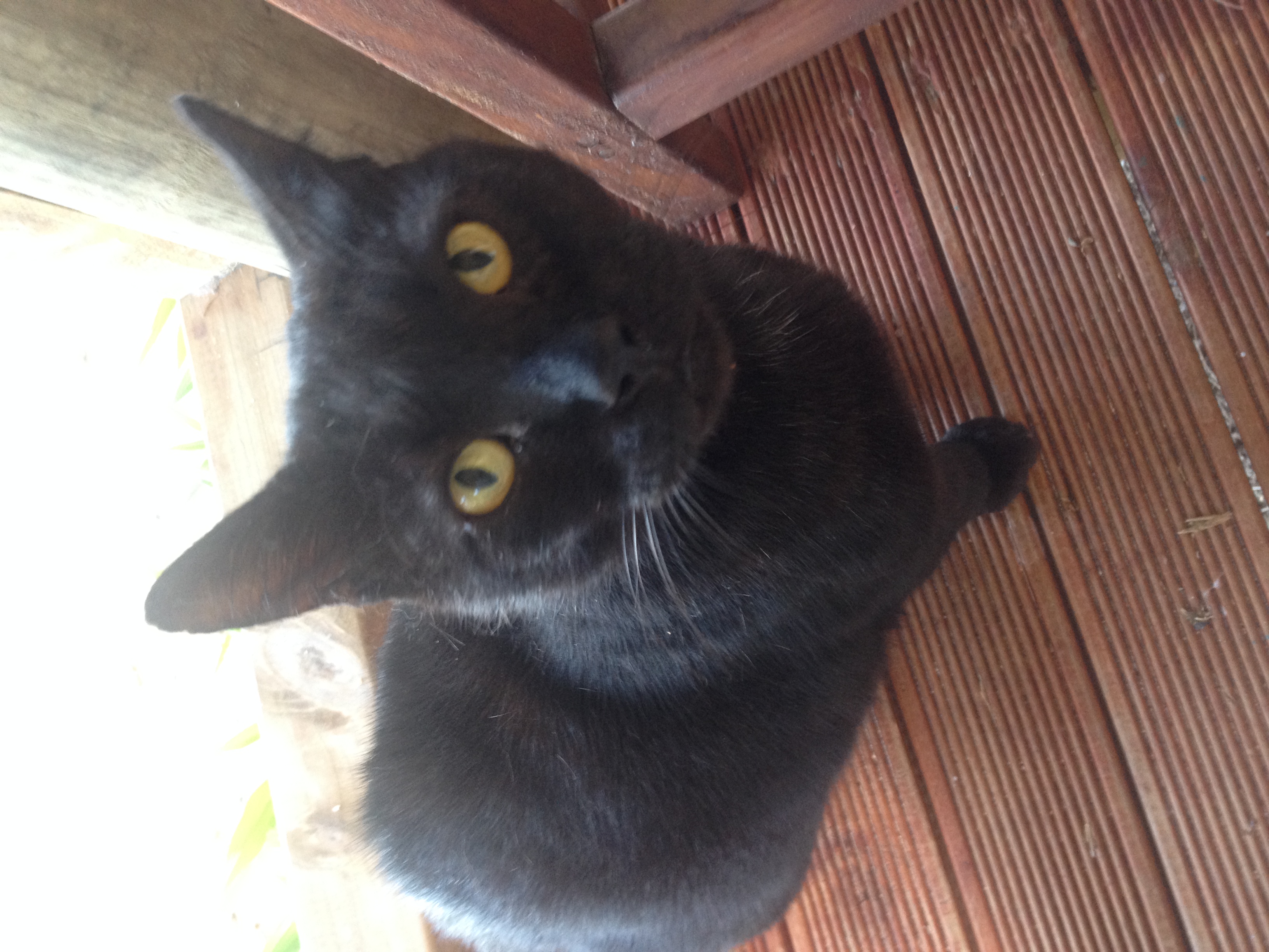   Rarotonga Beach Kitty    