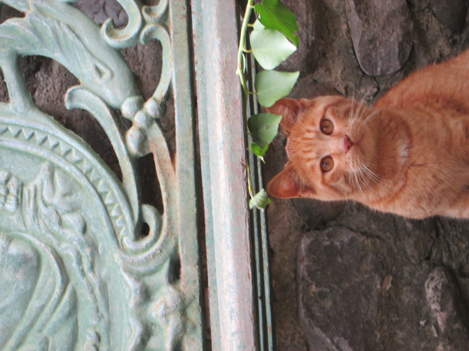   Tuscan Winery Kitty    