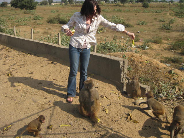   Roadside Monkeys in India  