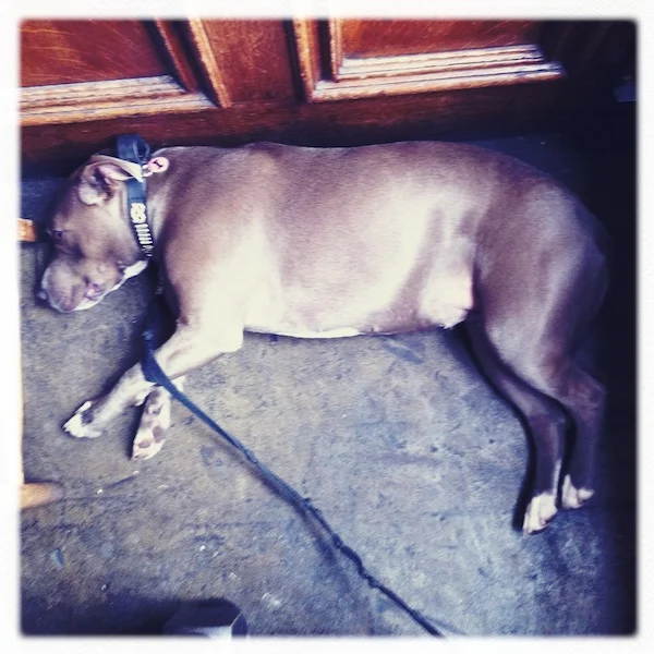 Knackered dog.