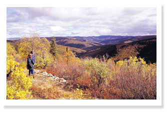 The Ridge Road Heritage Trail Near Dawson City, the TCT retraces Yukon’s iconic gold rush READ THE ARTICLE >
