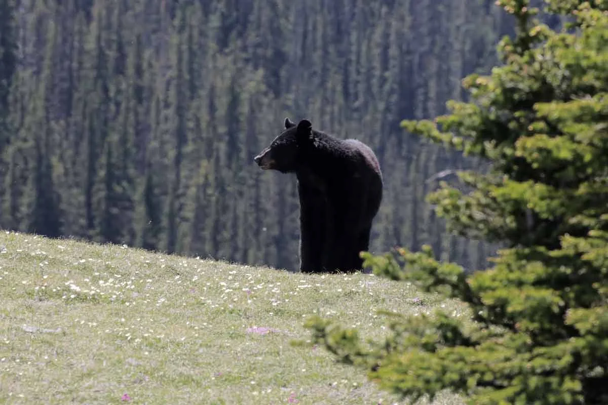 Black bear at west wind pass