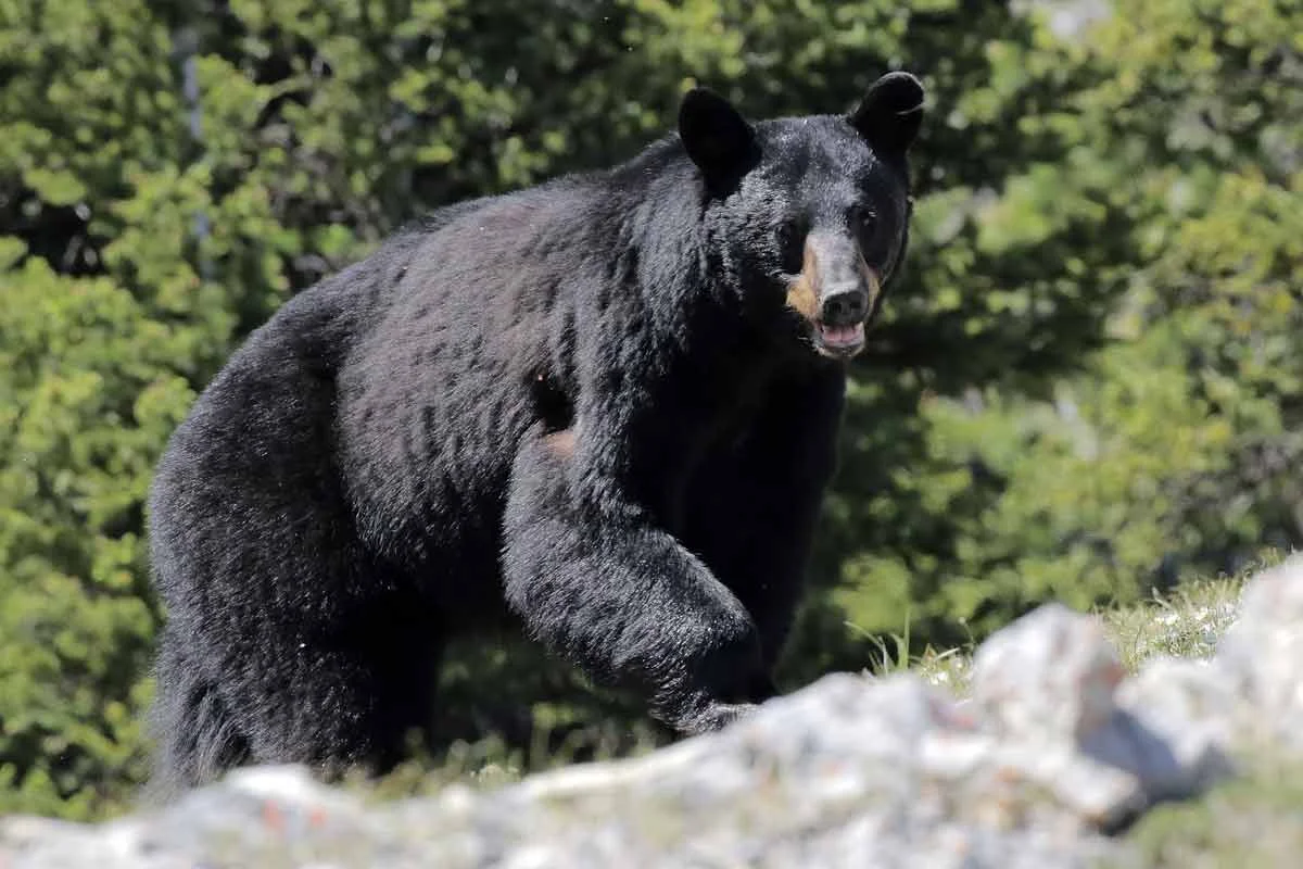 Black bear gets close