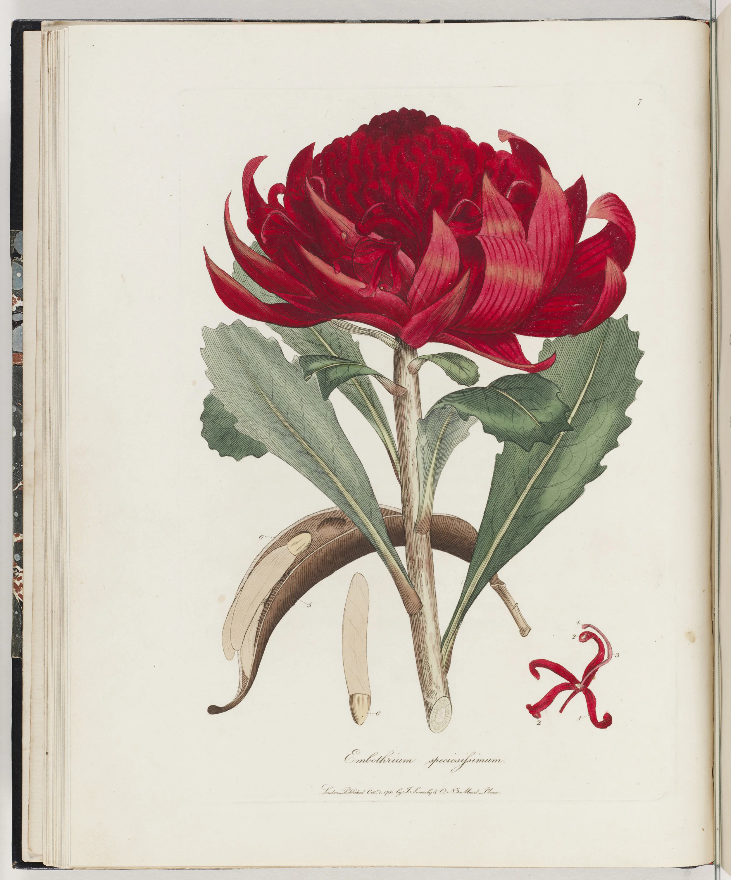 Embothrium speciosissimum, 1793, James Sowerby (1757–1822)
