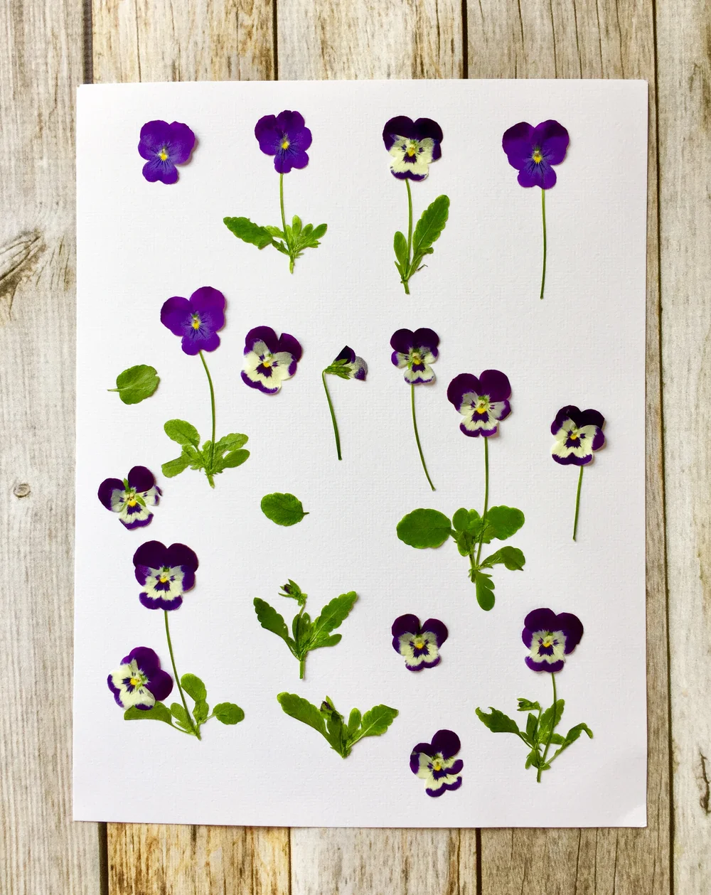 How to Make a Pressed Flower Card