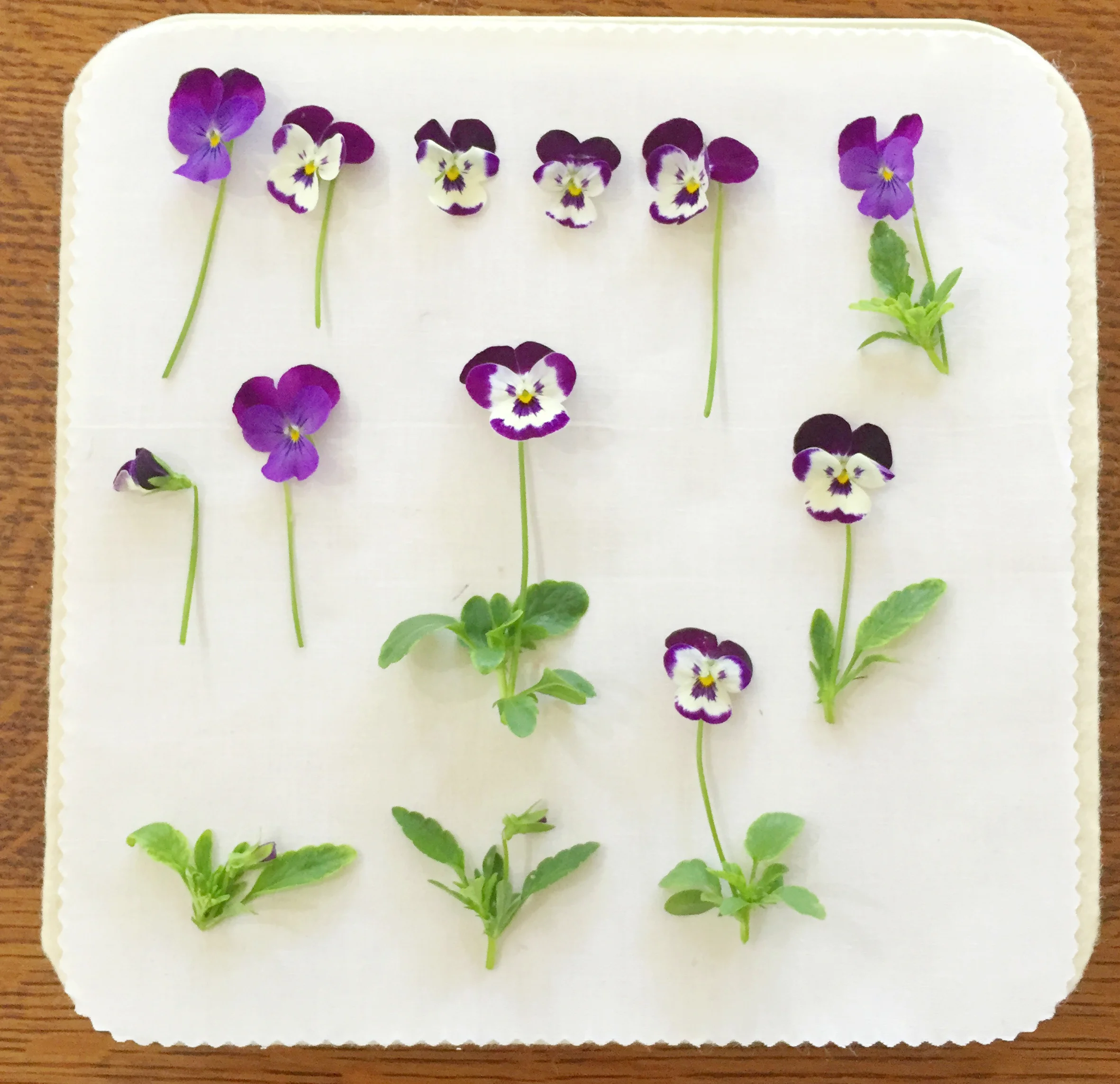 pressing flowers on a refill pad