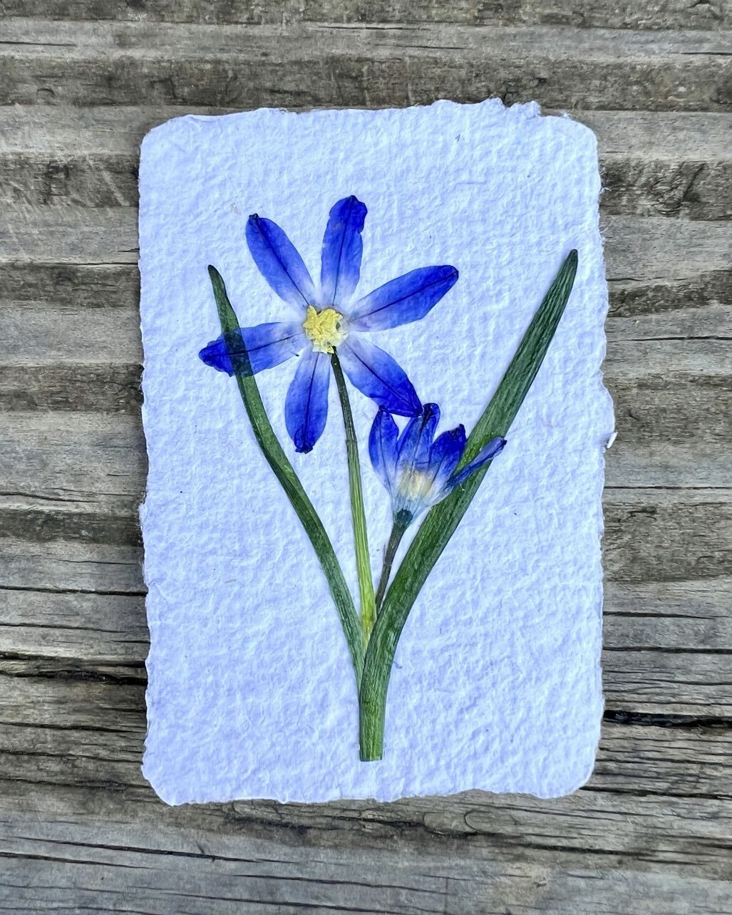 Glory of the Snow on 2x3&rdquo; handmade paper. 
Sealed with a UV and moisture resistant polymer. 
(Tempted to keep this one for myself)

#pressedflowerart
#handmadepaper 
#botanicalart
#deckleedge
#homemadepaper
#pressedflowers
#recycledpaper
#upcyc