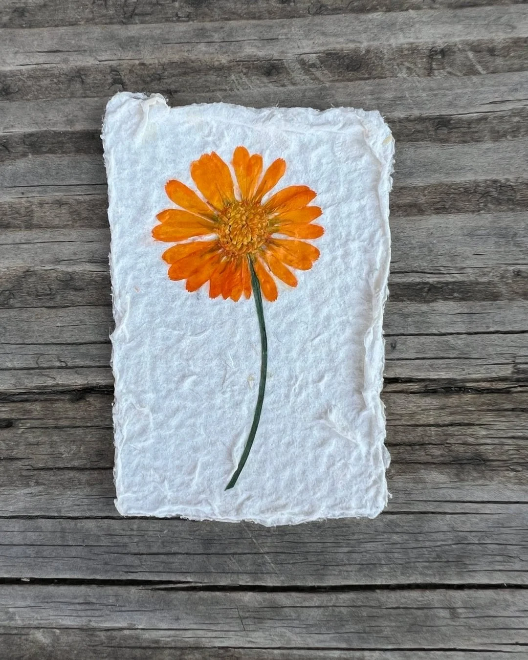 Do something like this today:
* Make some paper
* Press some flowers
* Combine them 
Studies have shown that being creative with our hands, and spending time with flowers cortisol. A good and necessary thing these days

#flowerpower
#flowercraft
#str