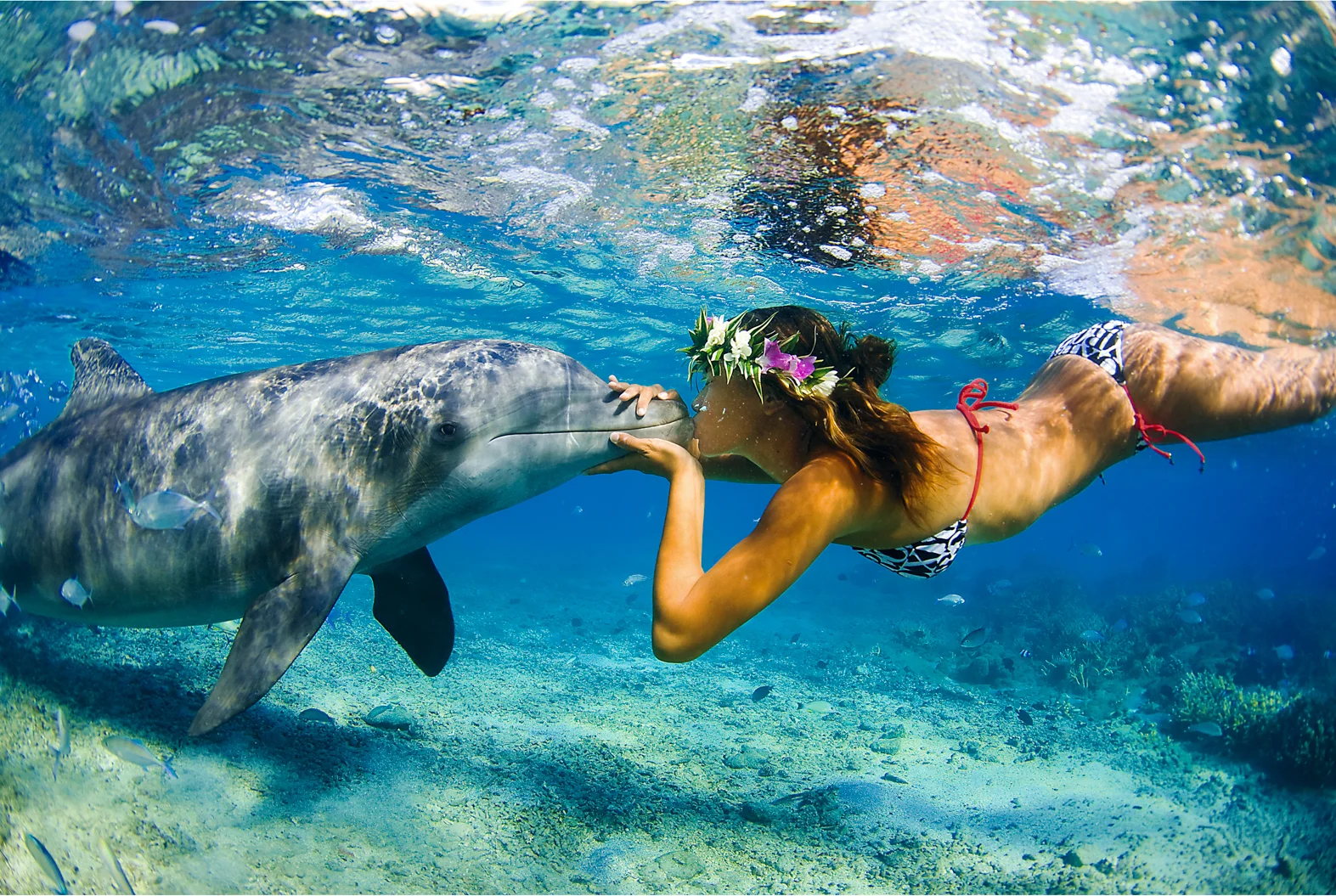 CLJGLOSSY ©jeff hornbaker_08_inatea kissing dolphin_8759.jpg