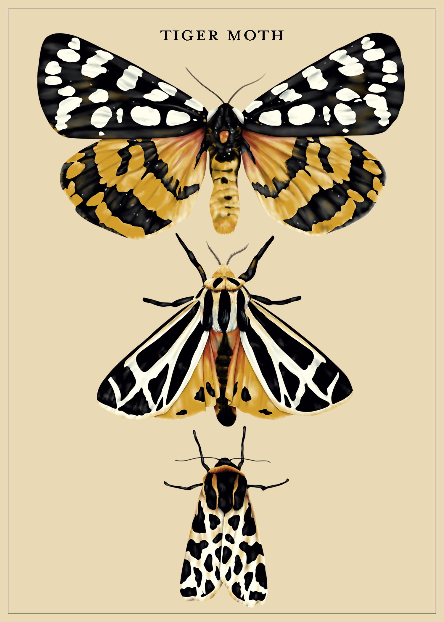 Tiger Moths.png