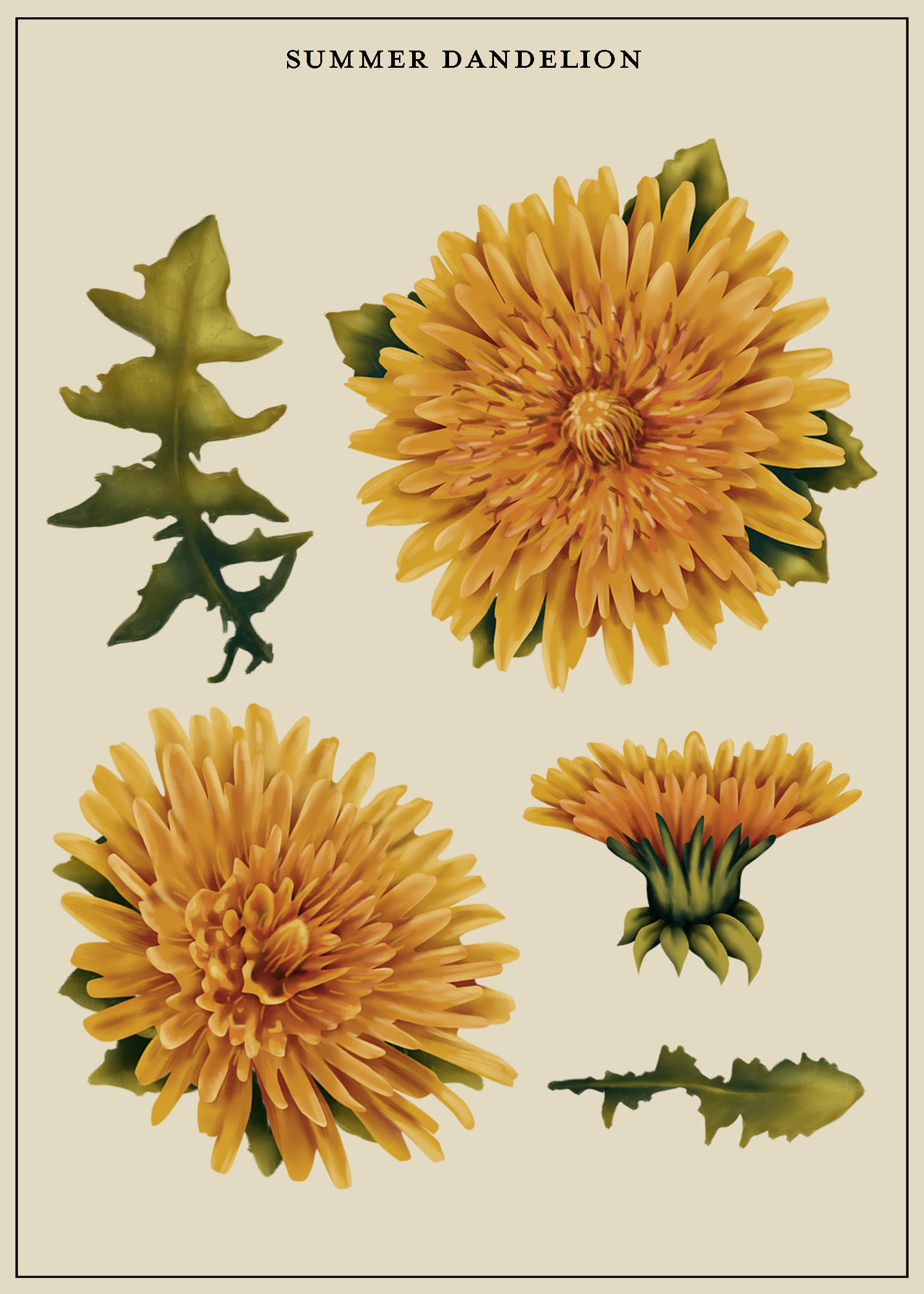 dandelion.png