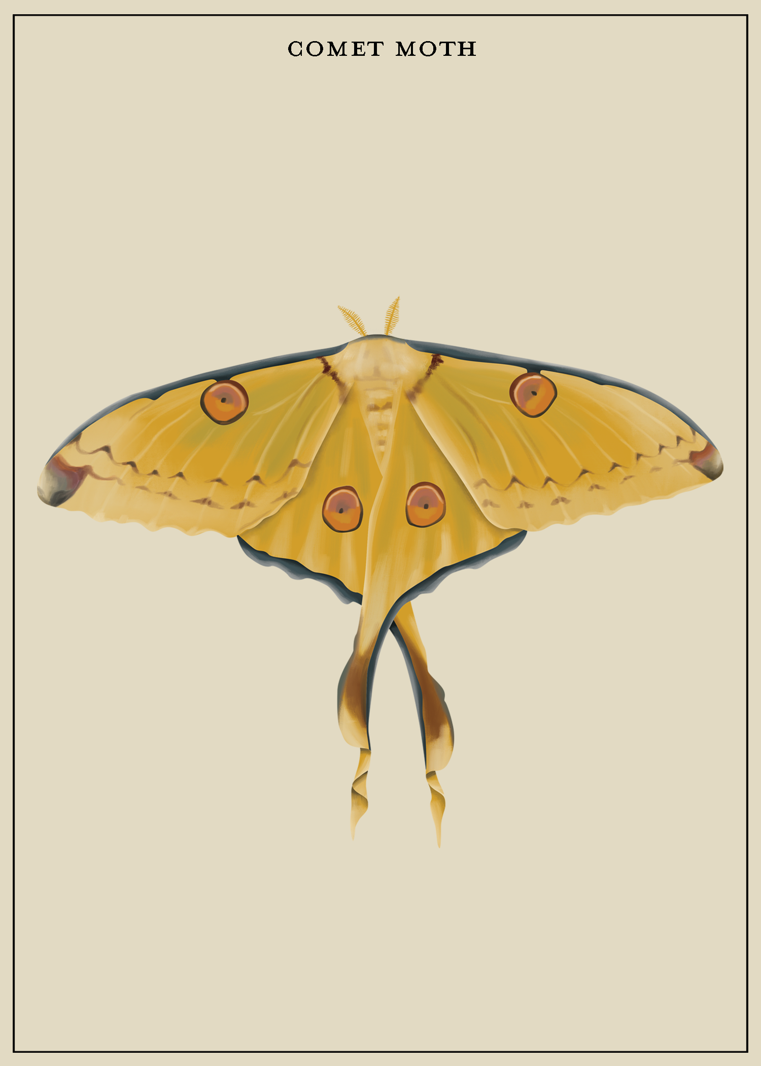 comet moth_LiteGrayBkgd.png