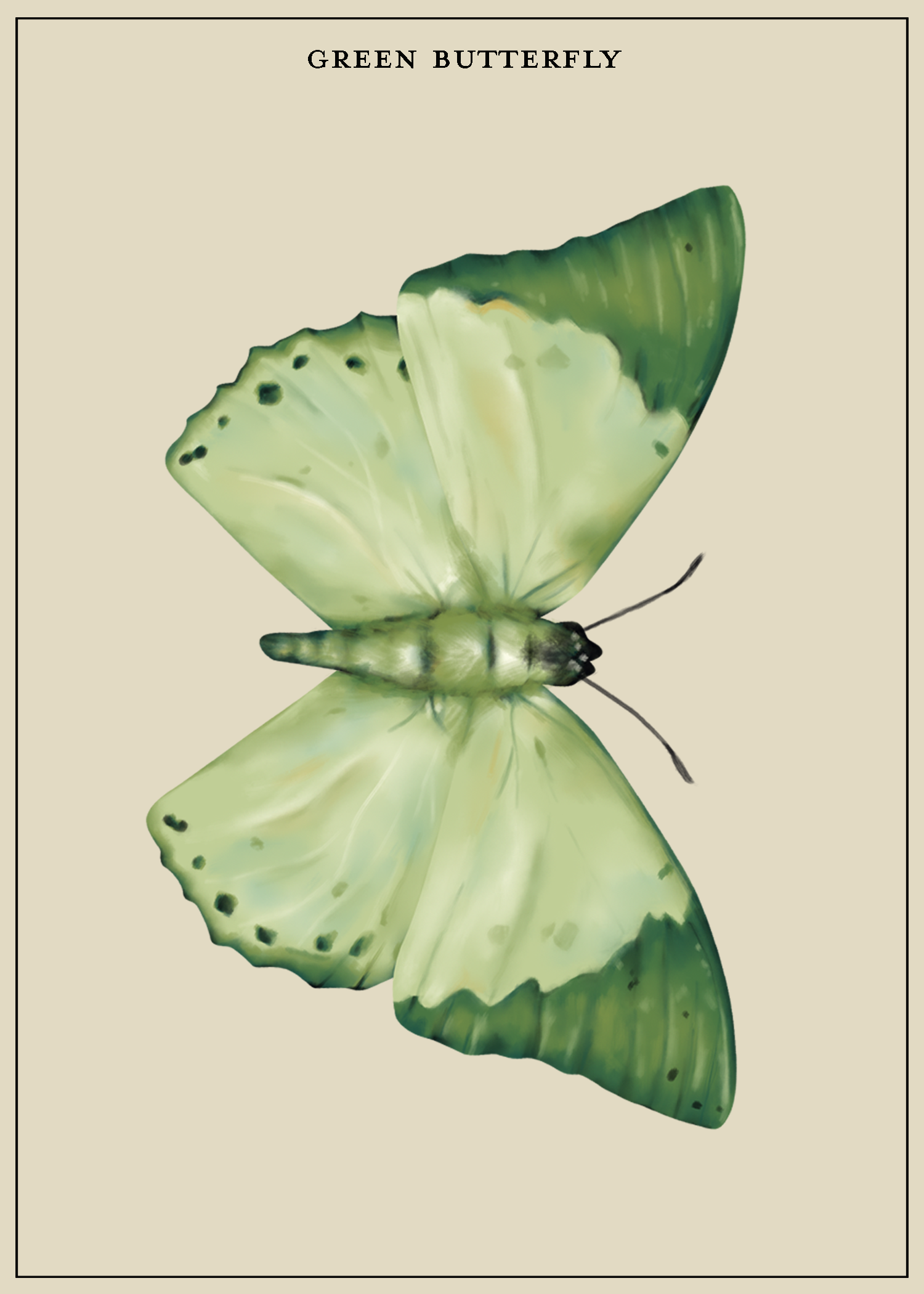 GreenButterfly_LiteGrayBkgd.png