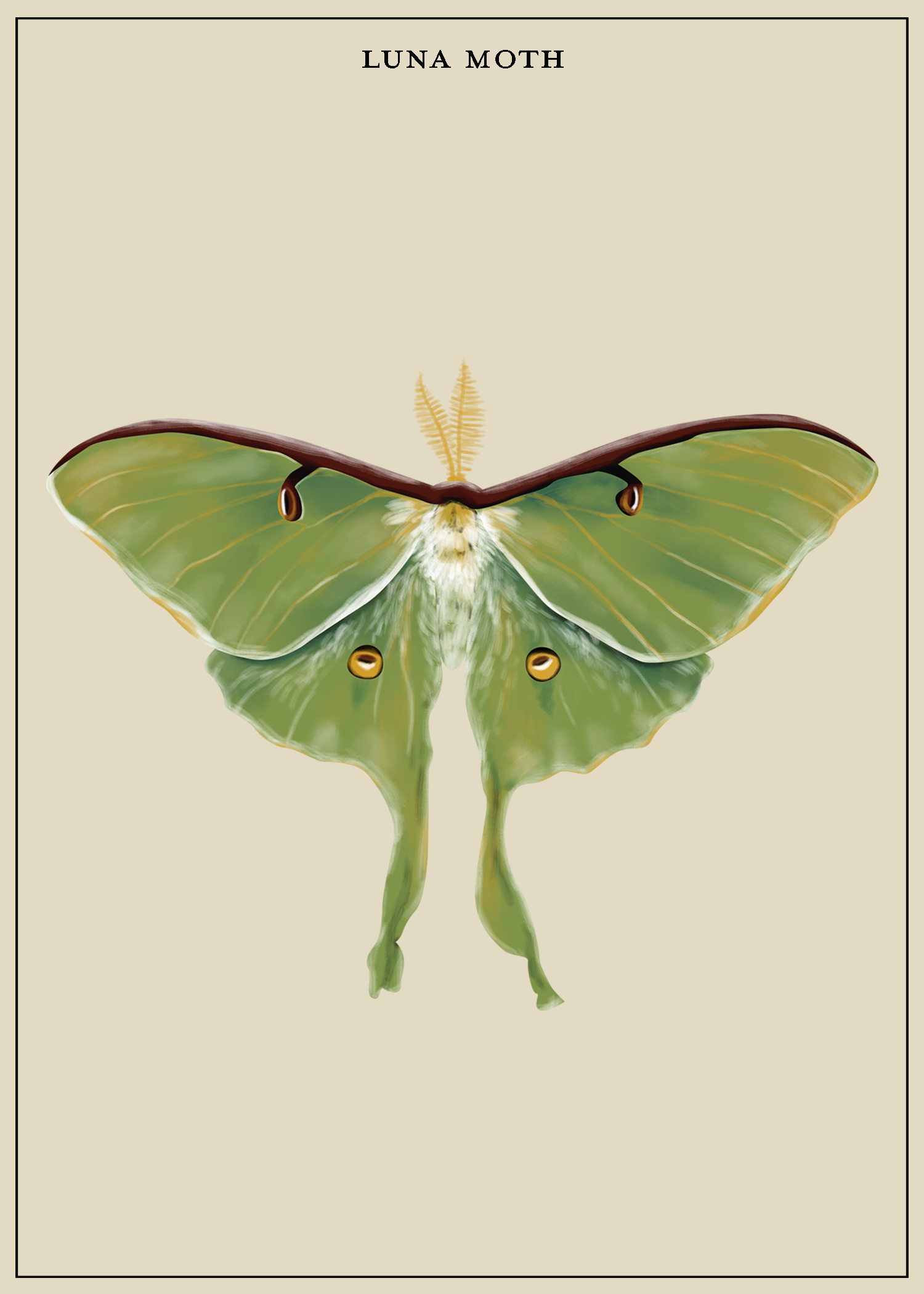 LunaMoth_LiteGrayBkgd.png