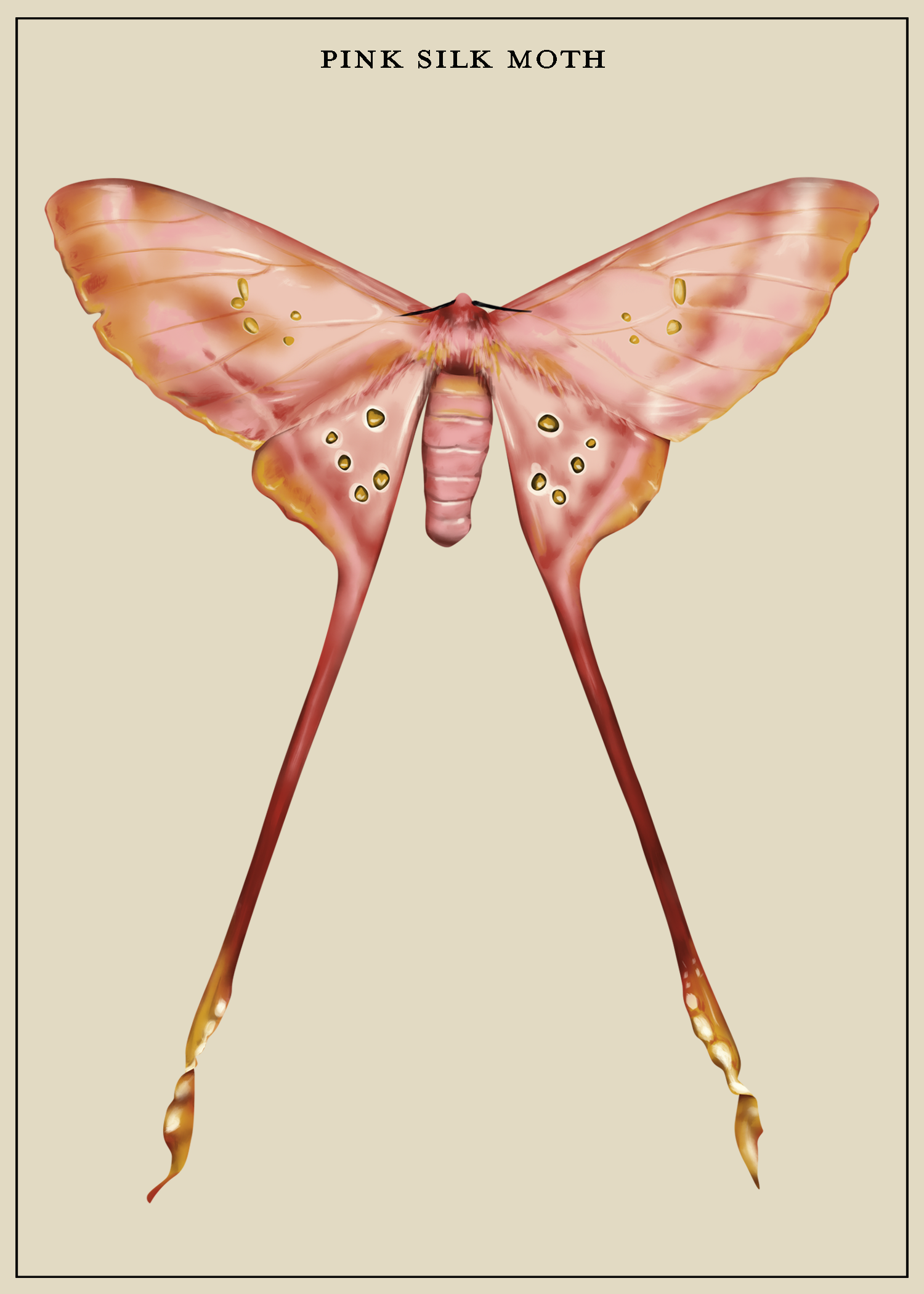 PinkSilkMoth_LiteGrayBkgd.png
