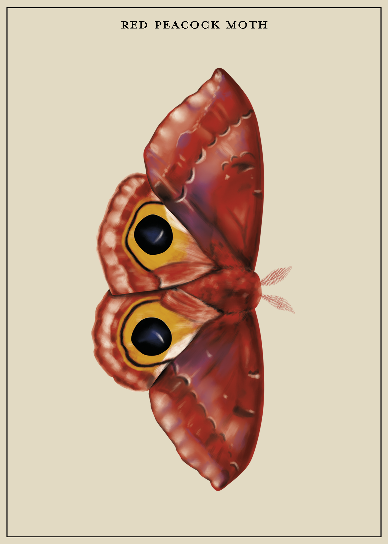 RedPeacockMoth_LiteGrayBkgd.png