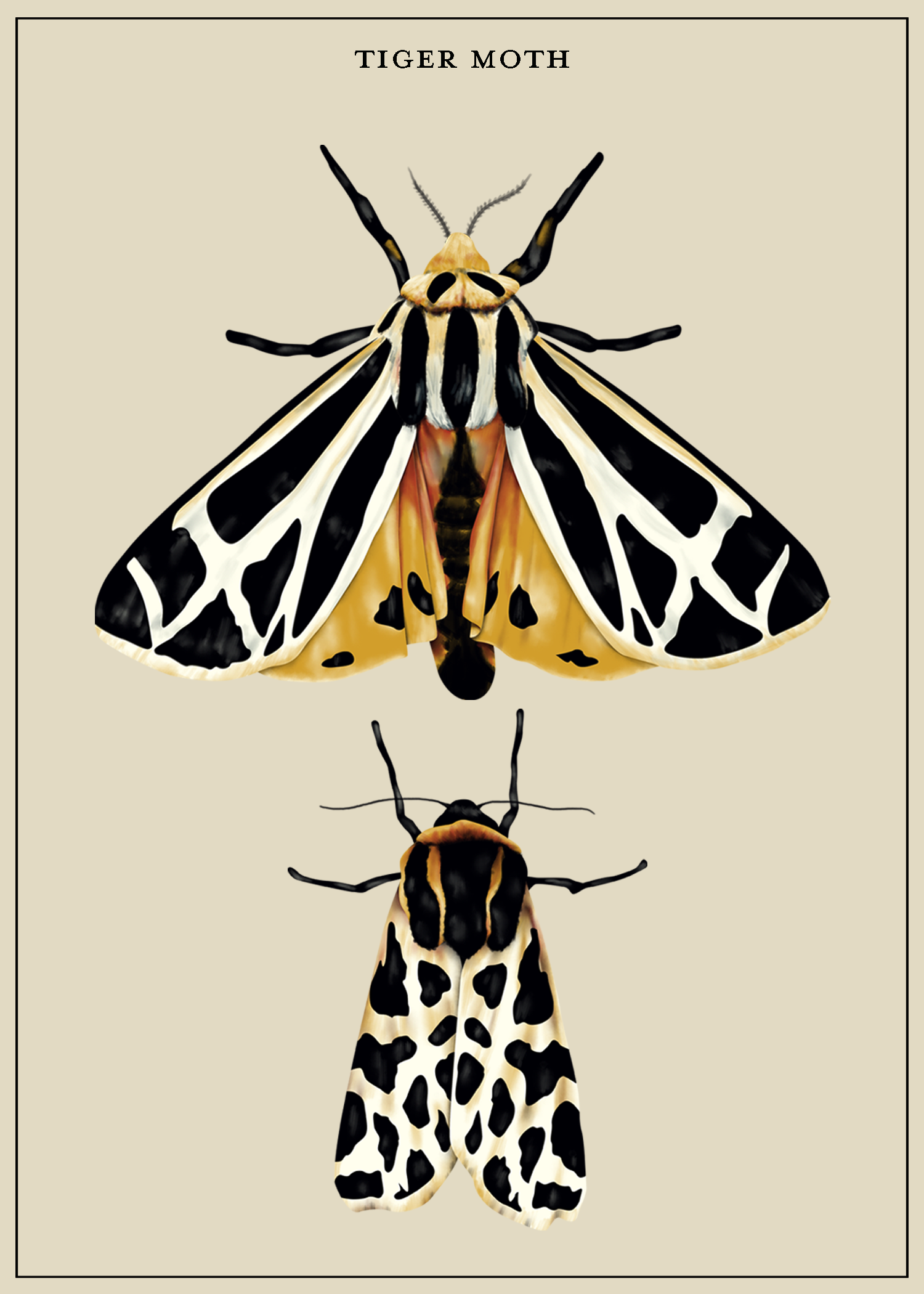 TigerMoth2_LiteGrayBkgd.png