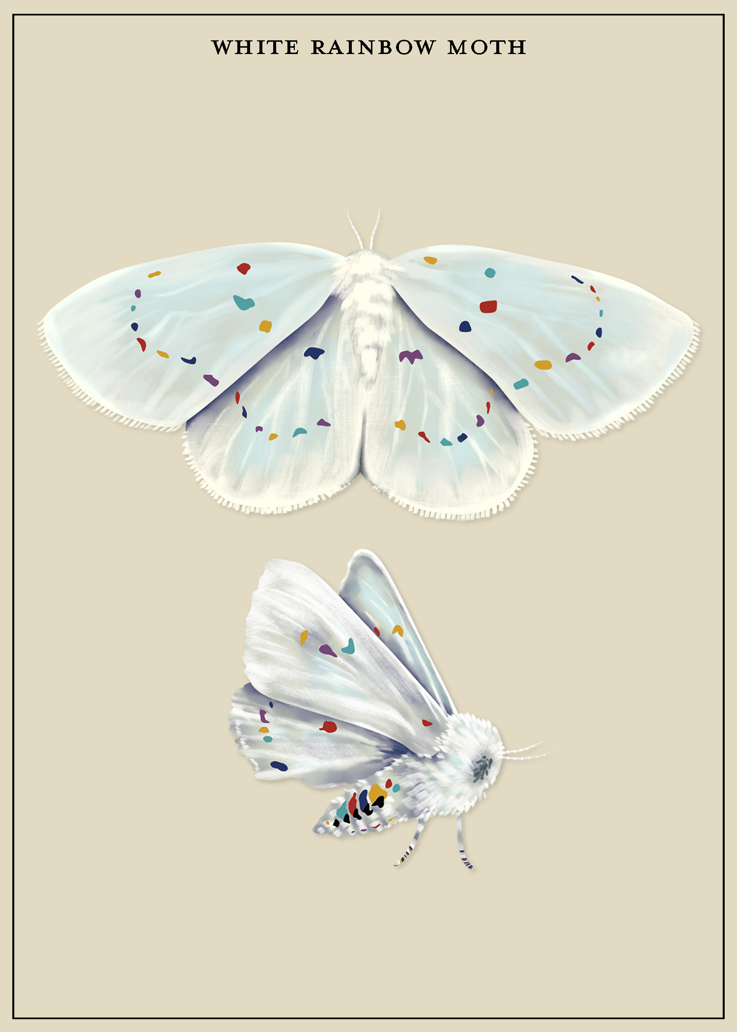 White Rainbow Moth_LiteGrayBkgd.png