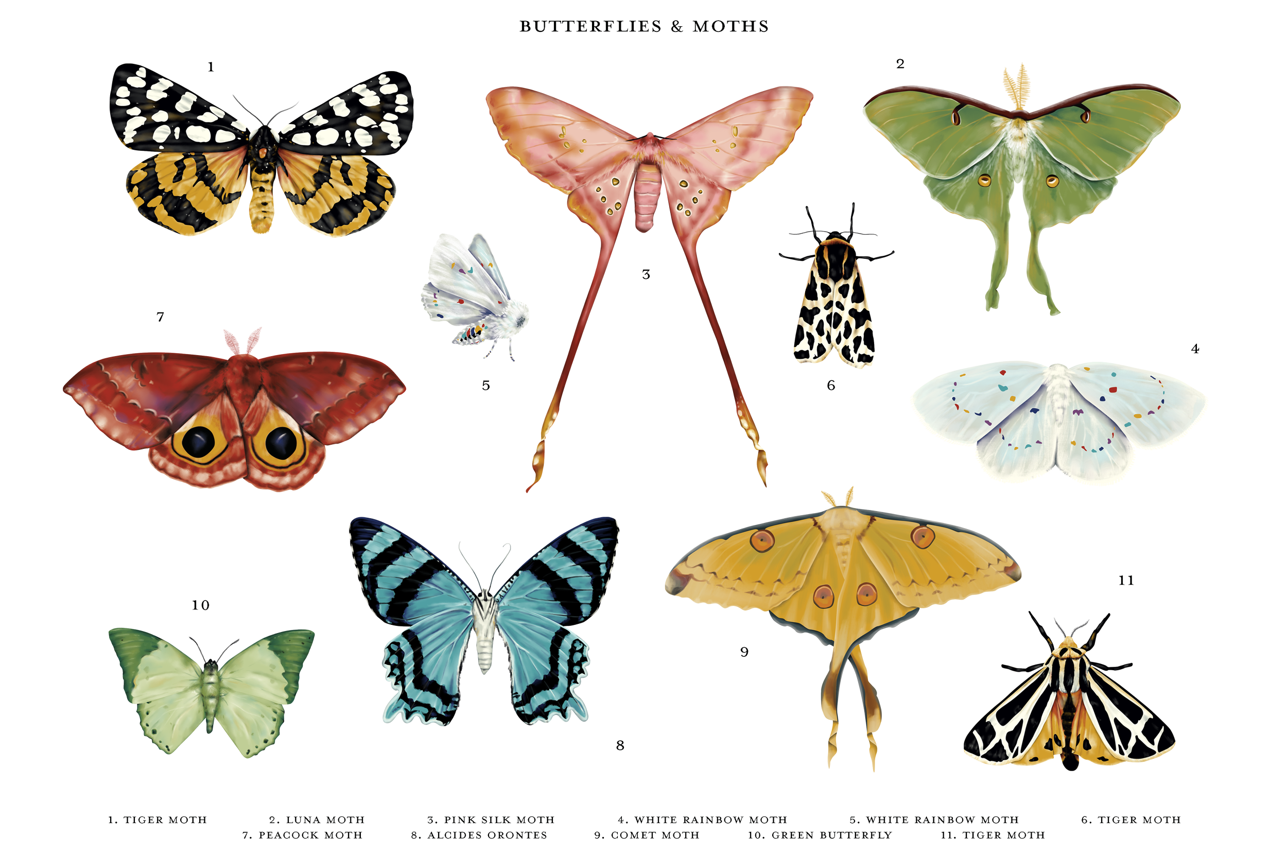 _Butterflies&Moths_Trans_Widescreen2.png