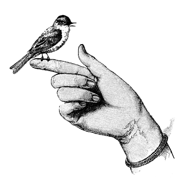 The Eastern Phoebe