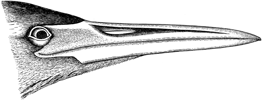 American Bittern