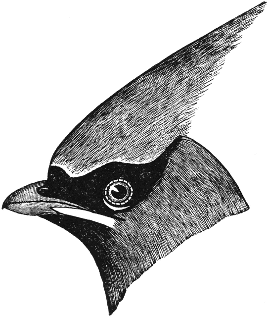 Cedar Waxwing