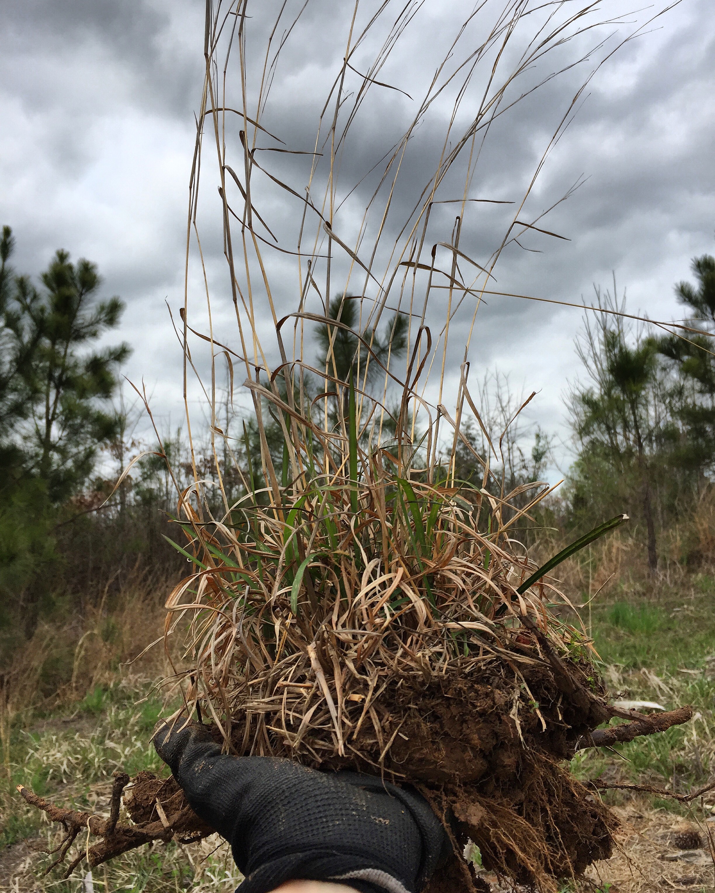A Mini Prairie Island: Little Bluestem, Schizachyrium scoparium 
