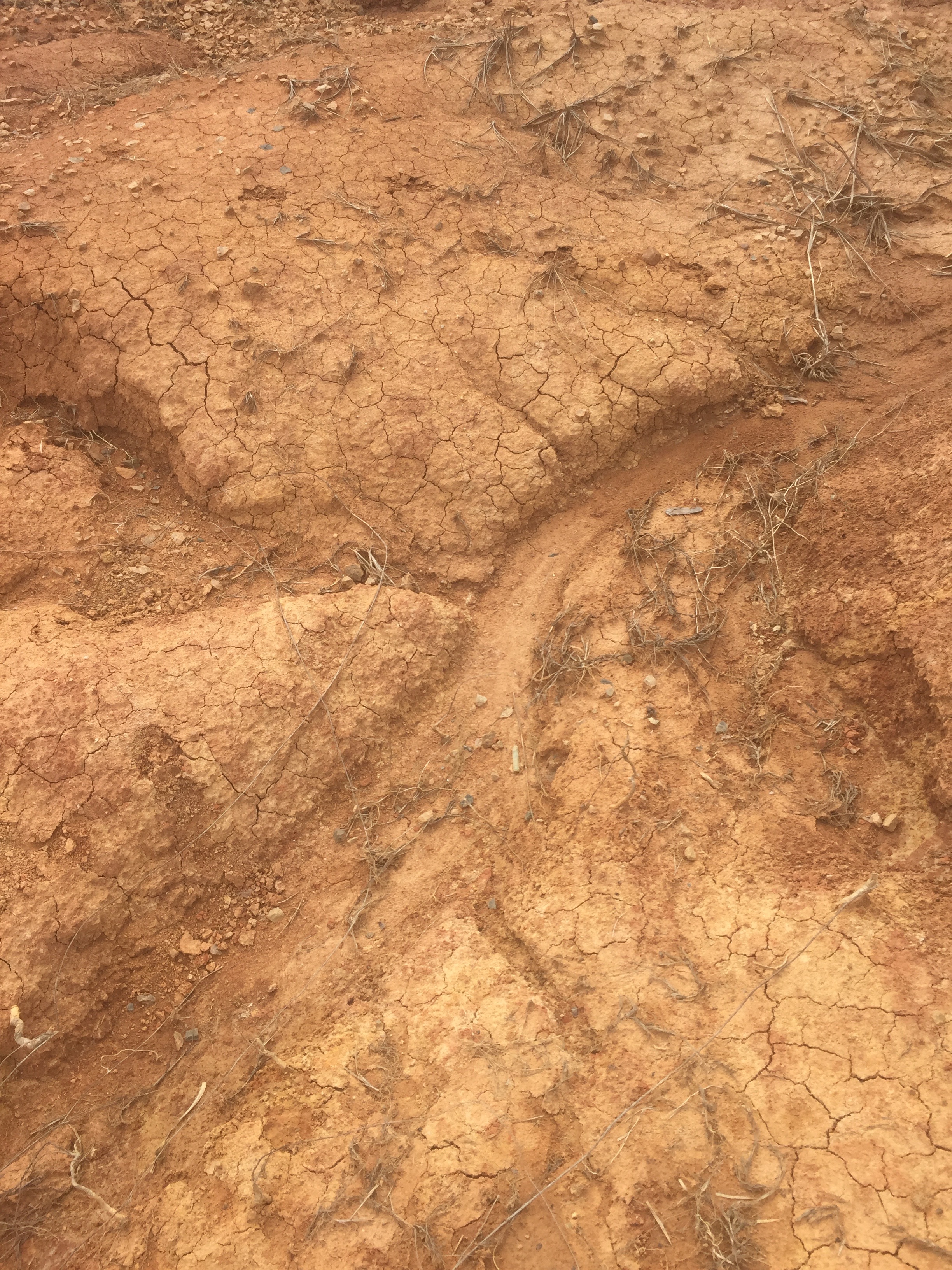 Durham's Triassic Basin Soil