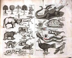 Buffalo, Elk, and Tigers (confirmed to actually be jaguars)... some of the Animals that once inhabited North Carolina's Prairie's according to John Brickell's 1737 Natural History of North Carolina