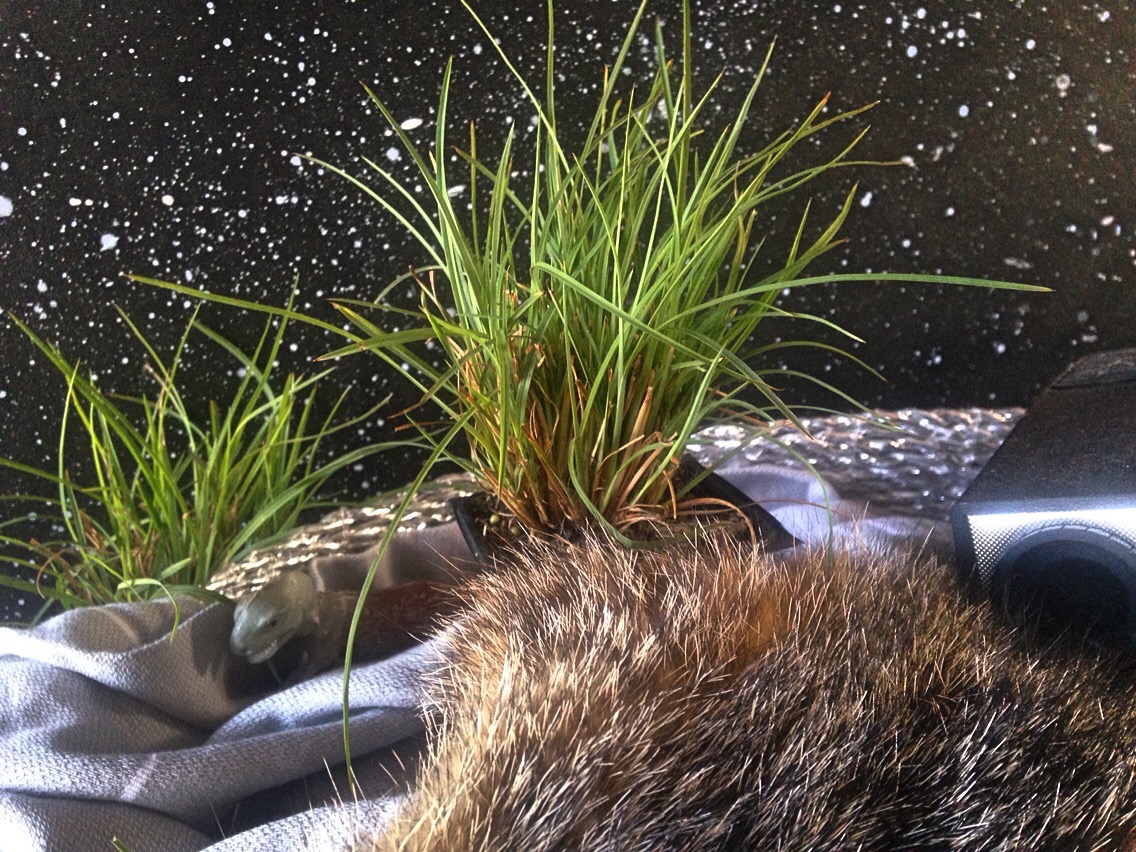 Andropogon tenarius- Splitbeard Broomsedge