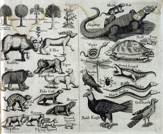 Beasts from John Brickell's Natural History of North Carolina-1737