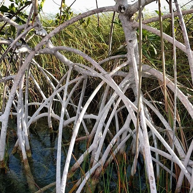 Rhizophora mangle, Red Mangrove. image by Nicole Lenzen.