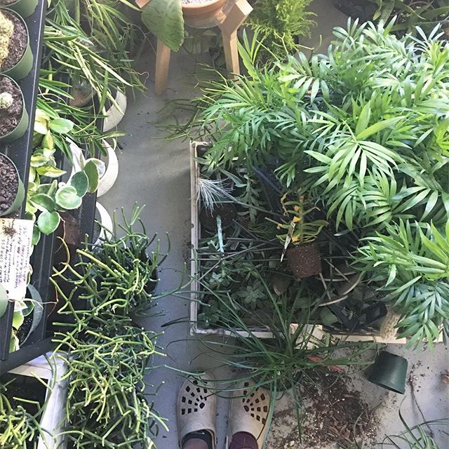 image from The Zen Succulent