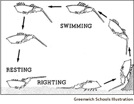 horseshoecrabswim-diagram11.gif