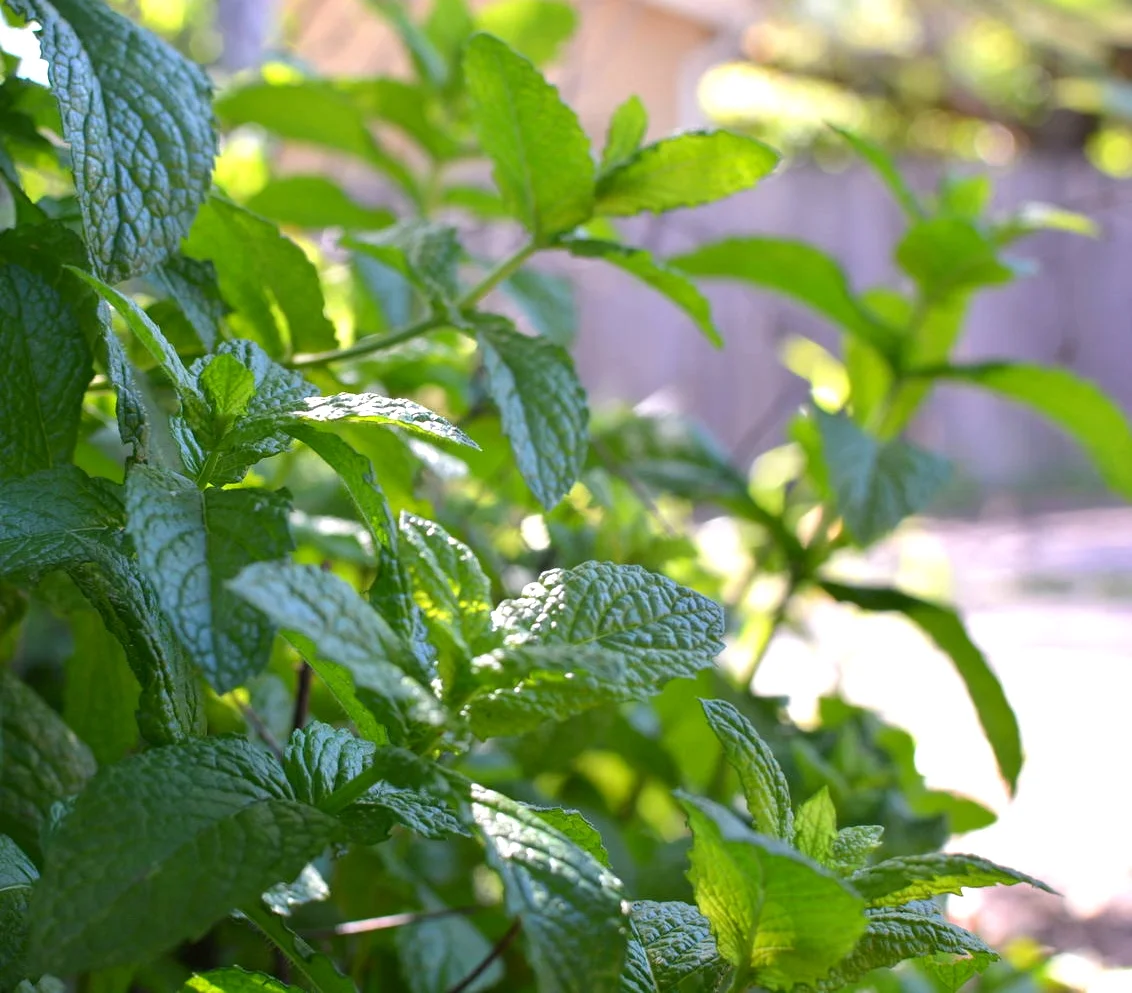 mint for days!