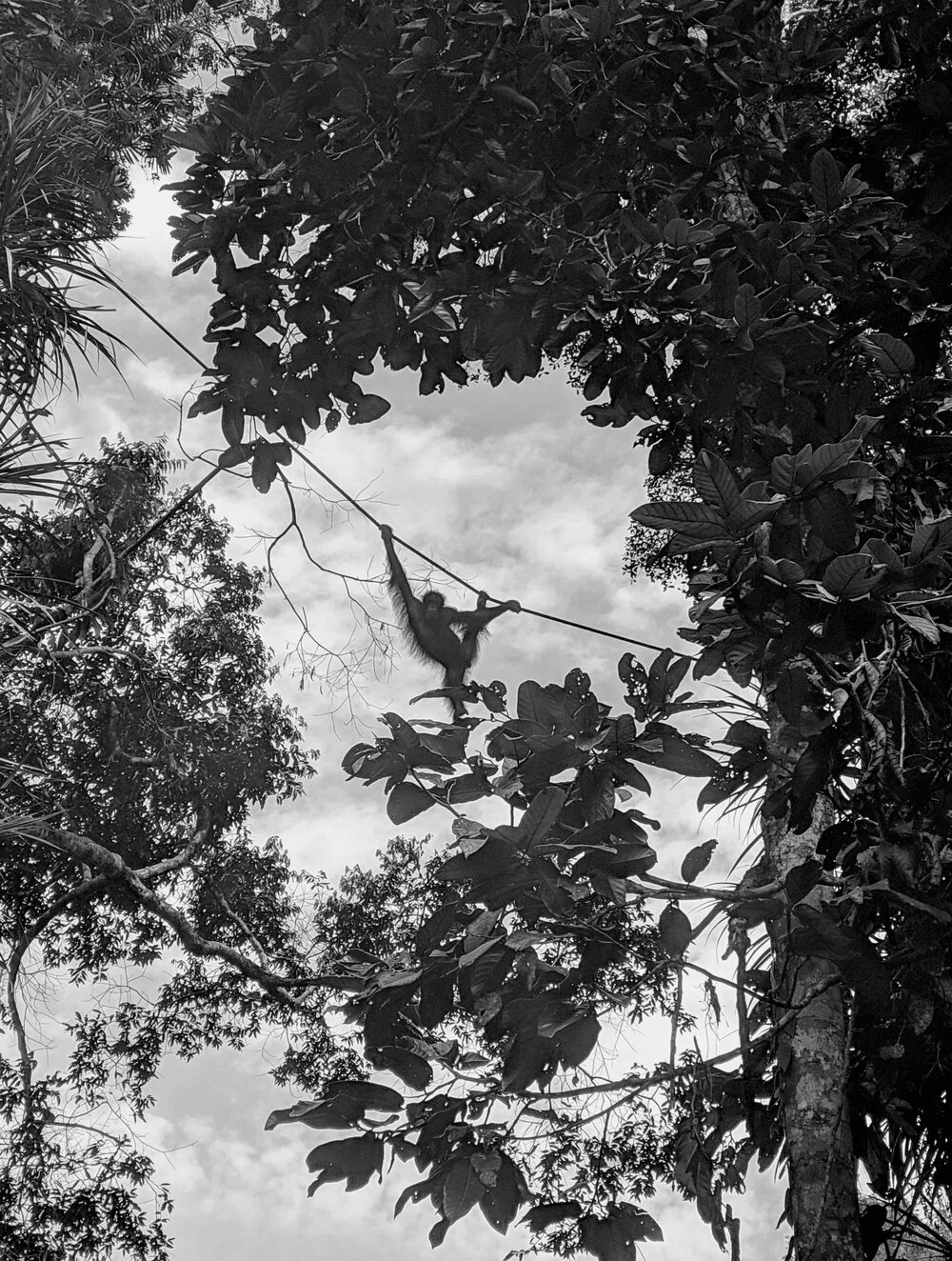 monkey-bw.jpg