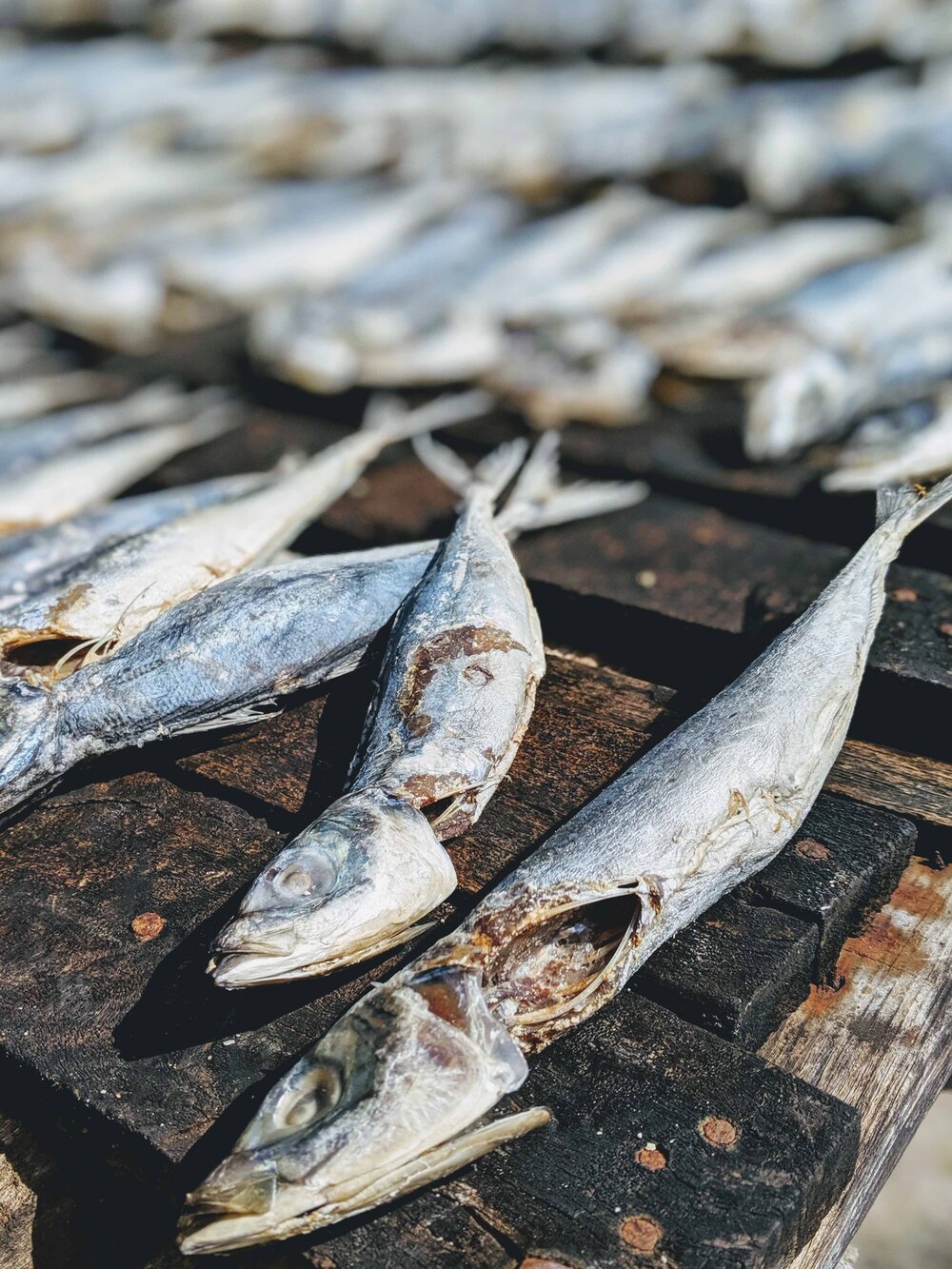 dried-fish.jpg